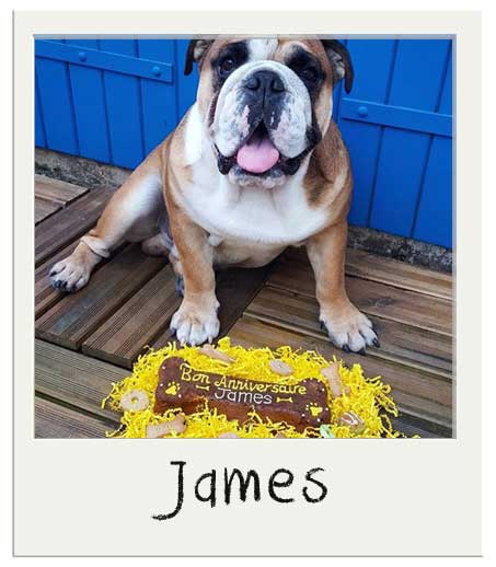 James The English Bulldog